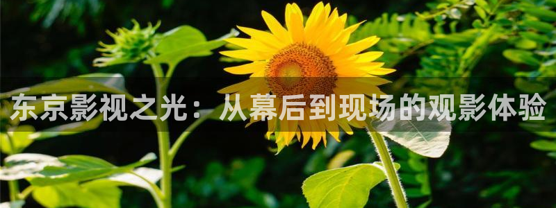 宅男视频在线免费看：东京影视之光：从幕后到现场的观影体验