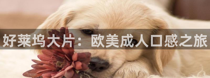 宅男视频在线看：好莱坞大片：欧美成人口感之旅